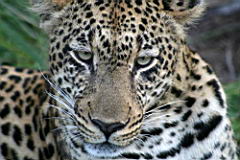 leopards gomo gomo IMG_4888.JPG